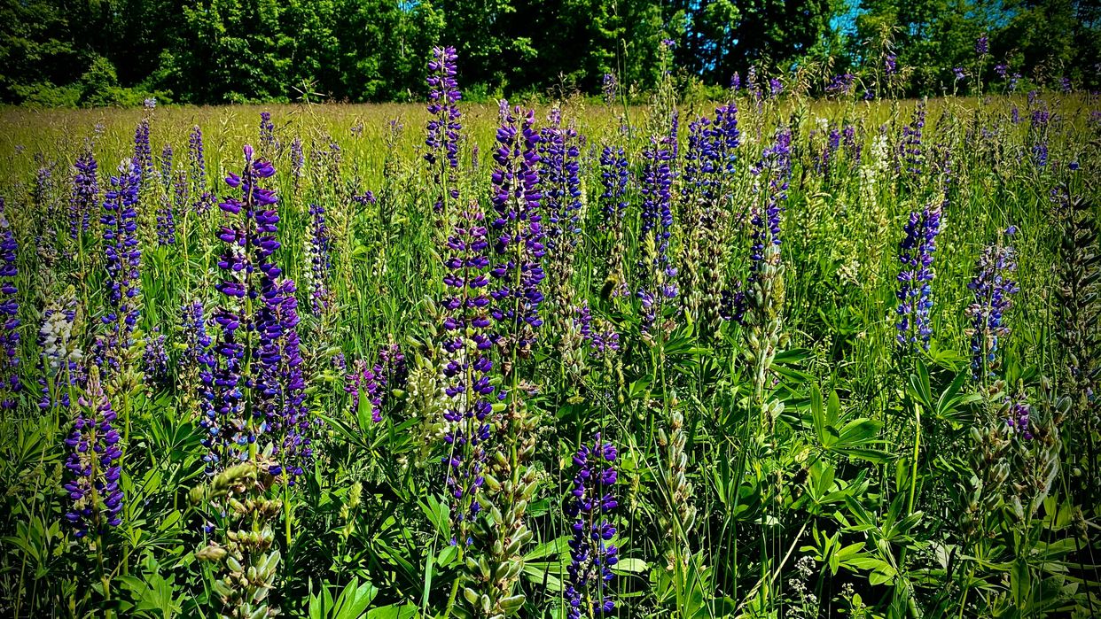 Mosher Marsh Preserve