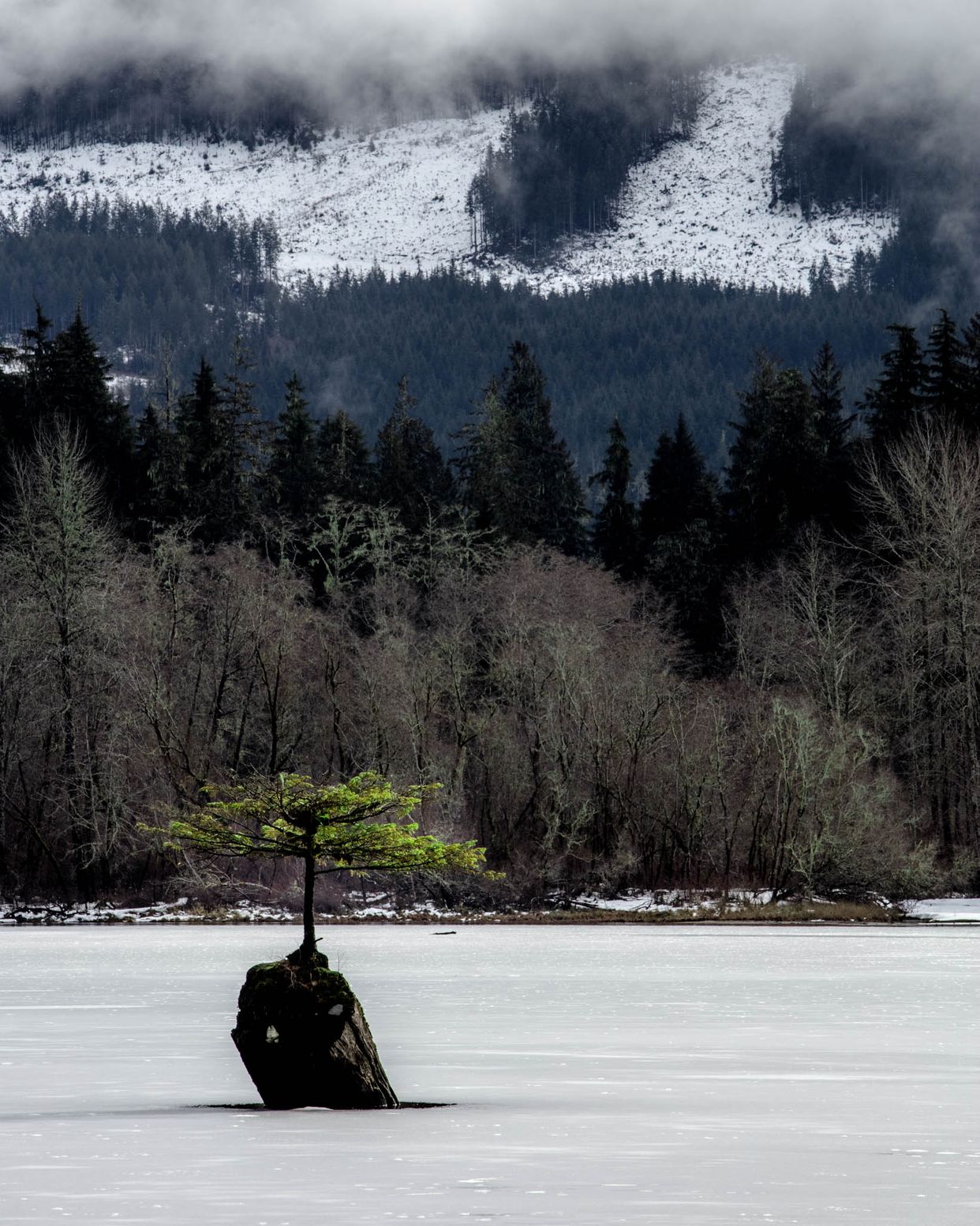 Fairy Lake Bonsai Tree