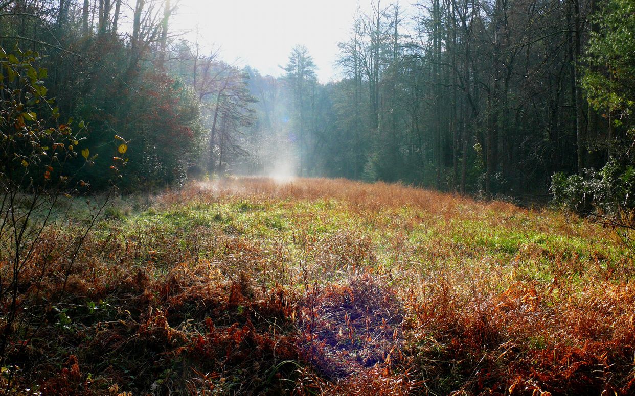 Meadow in Pisgah National Forest