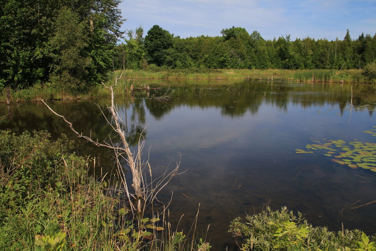 Turtle Haven (ponds)