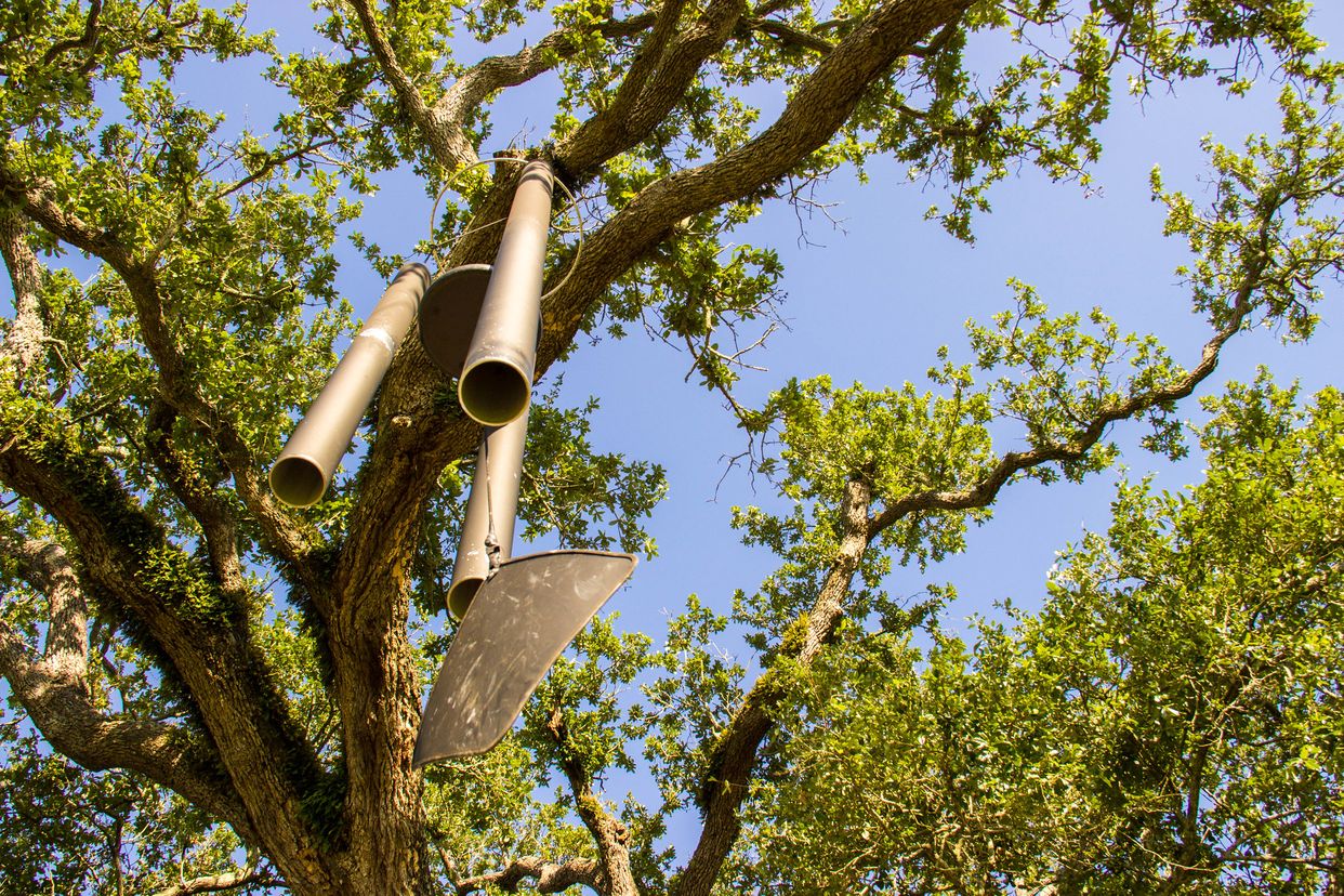 Singing Oak