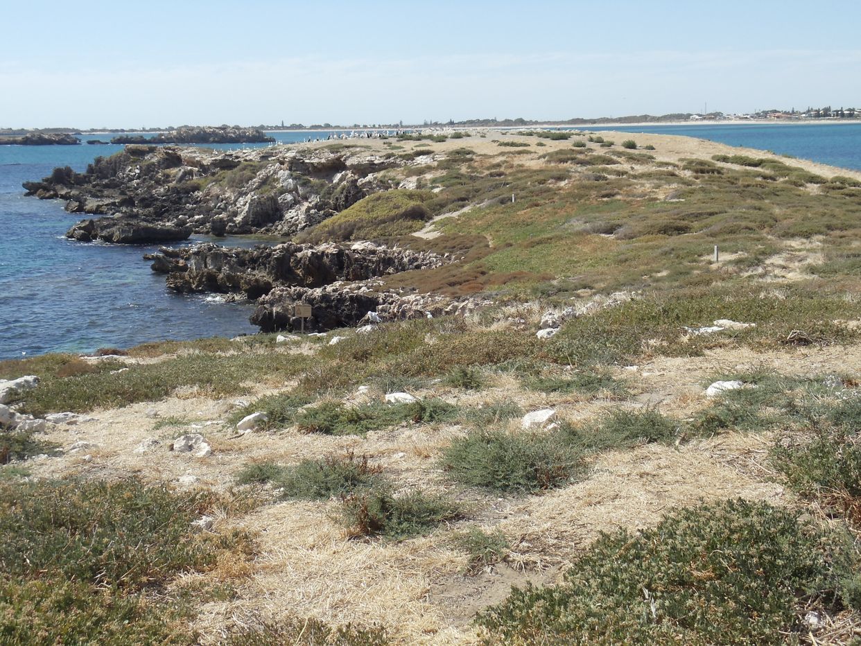 Penguin Island