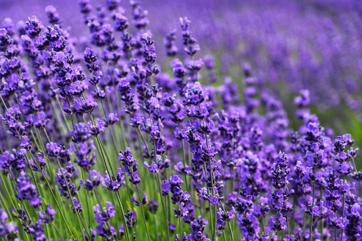 Kelso Lavender