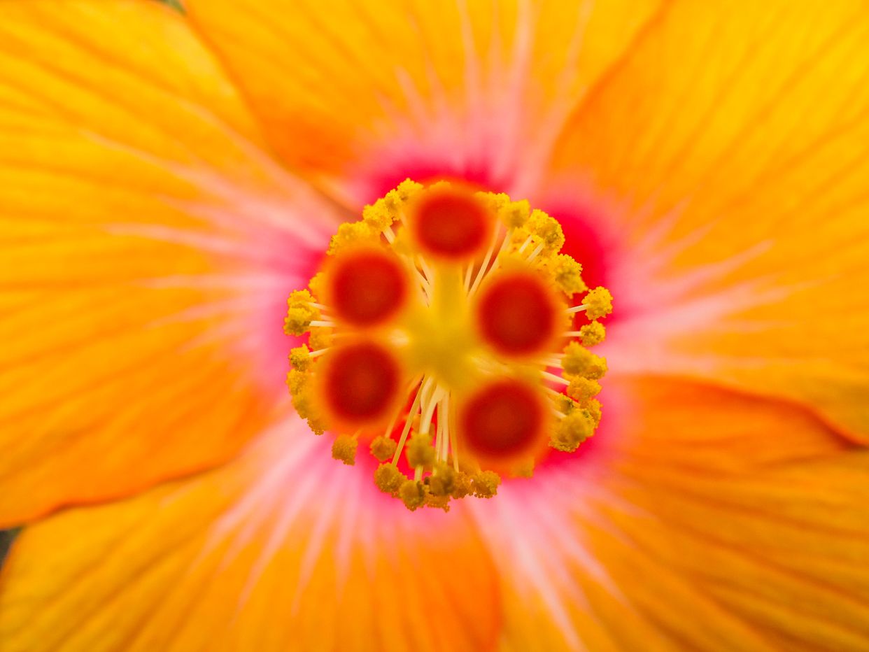 Snug Harbor Cultural Center & Botanical Garden