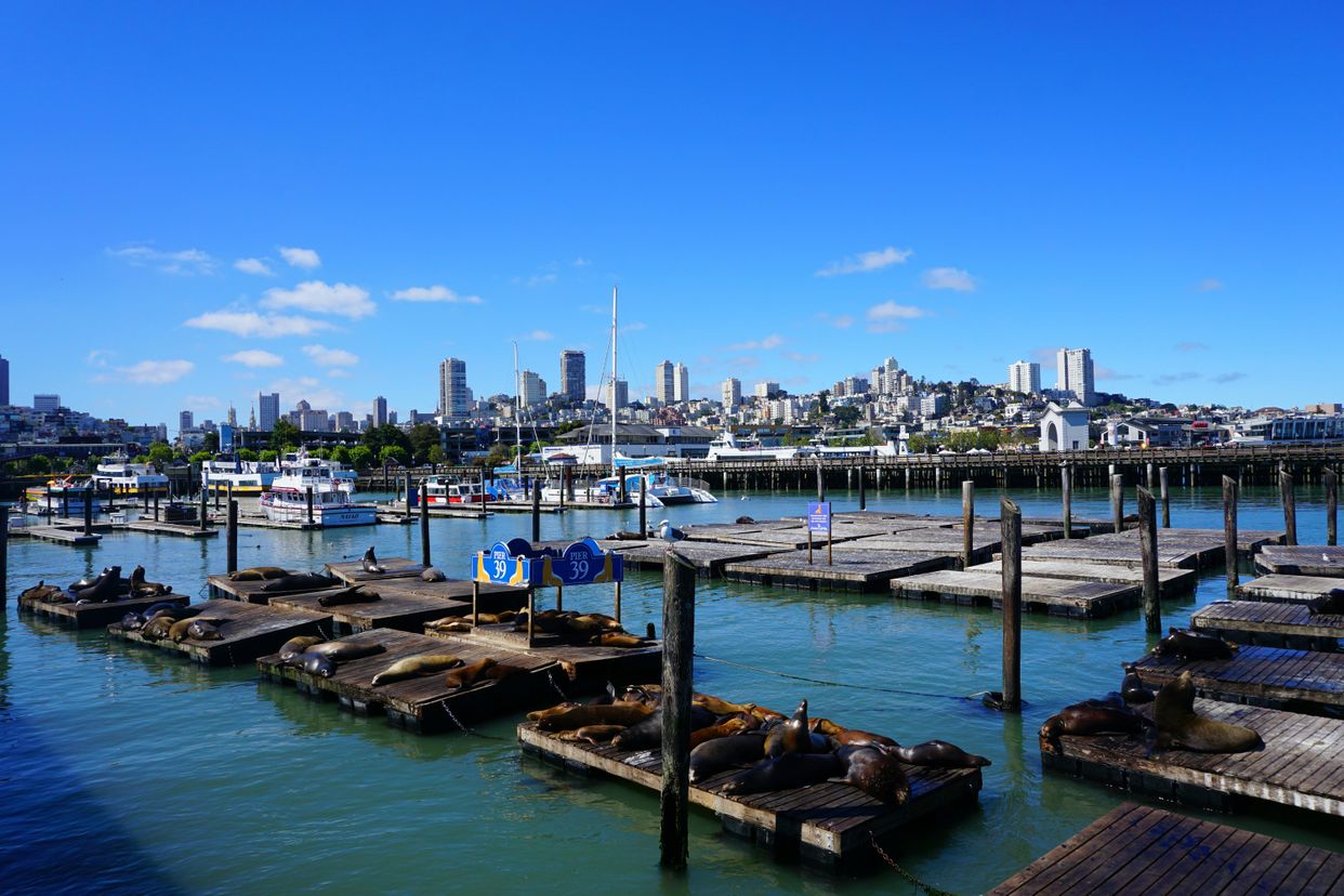 Sea Lion Viewing Area - Pier 39 - Photo by Van Phat Phan