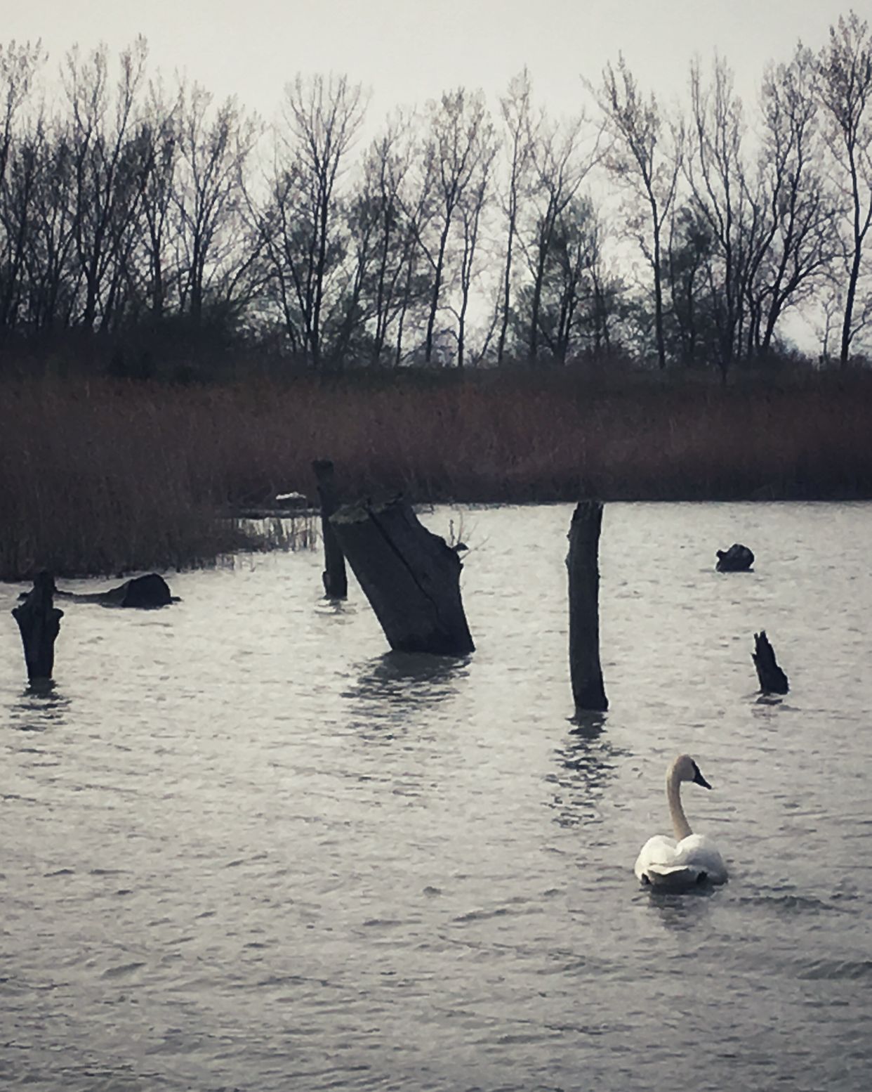 Inland Lagoon