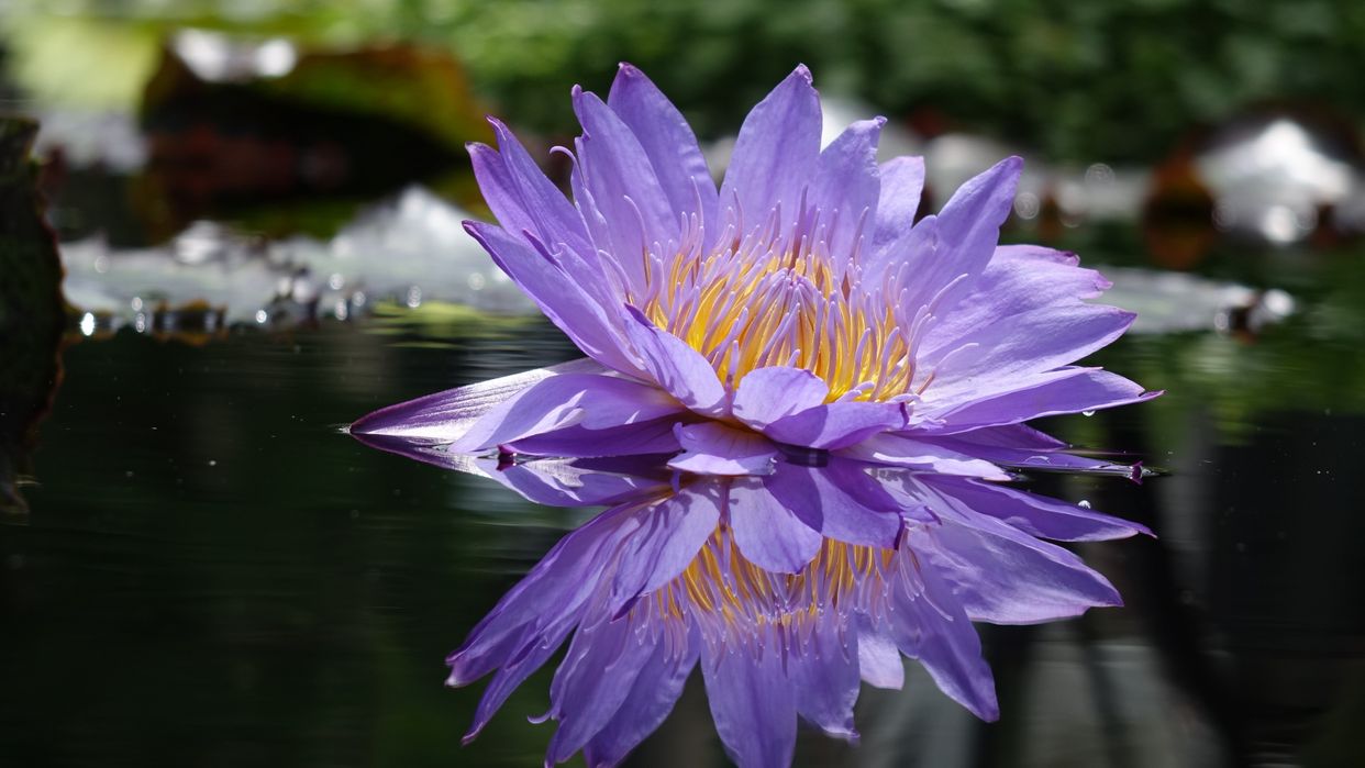 Longwood Gardens