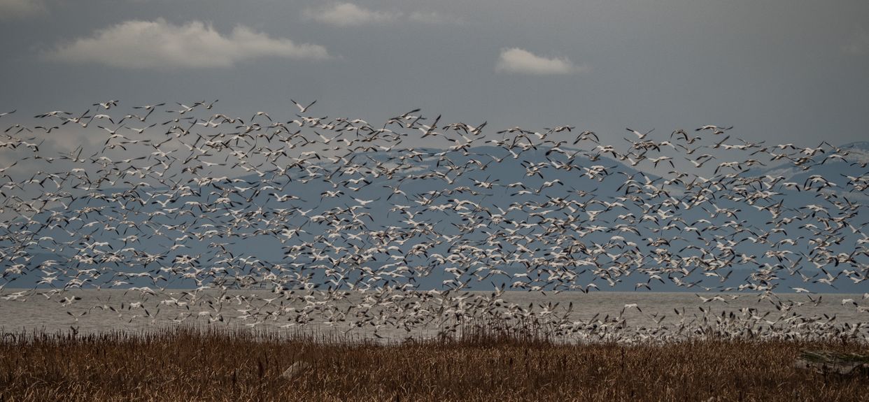 Reifel Migratory Bird Sanctuary