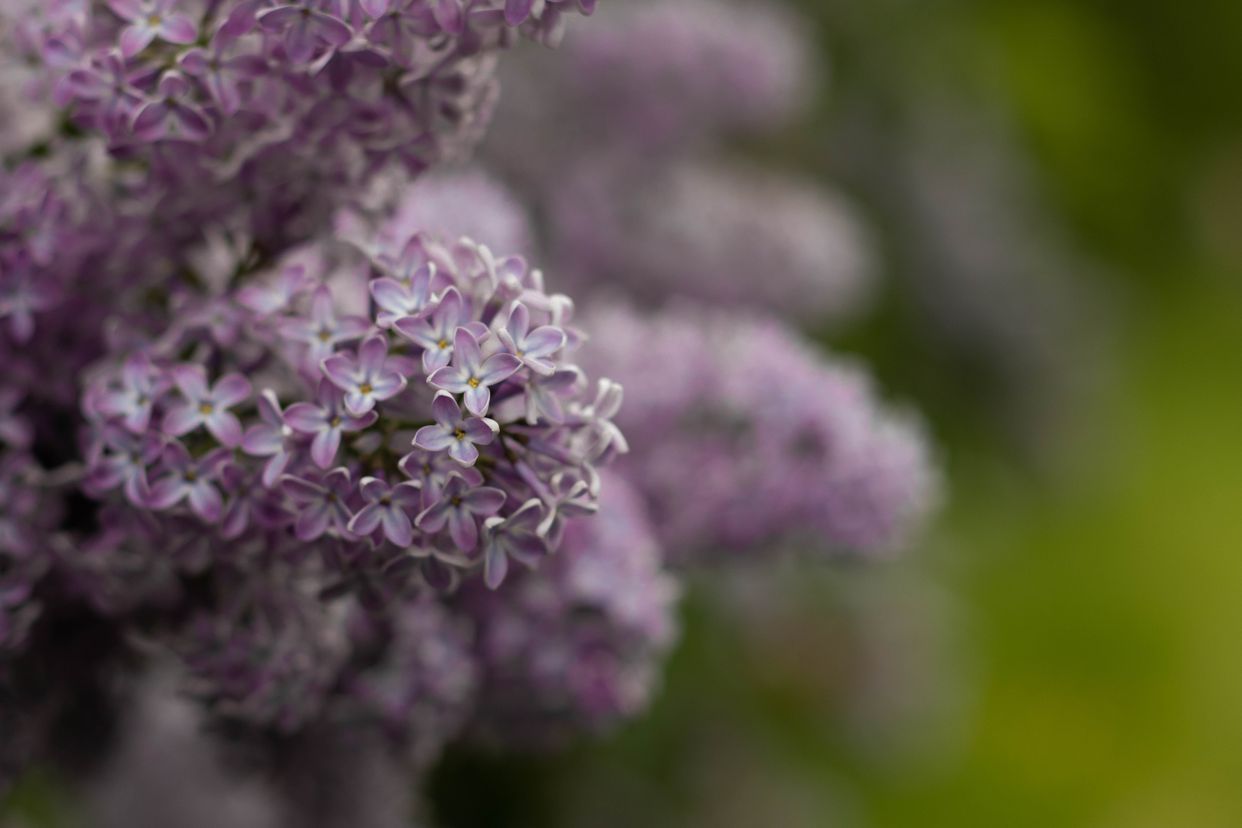 New Jersey Botanical Garden