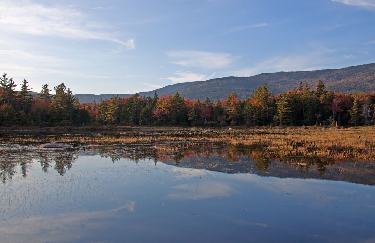 Lily Pond
