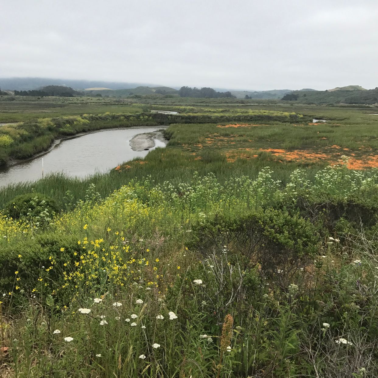 Pescadero Marsh Natural Preserve