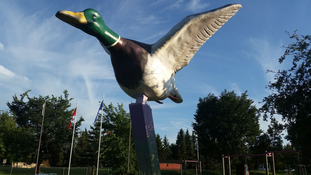 World's largest Mallard Duck