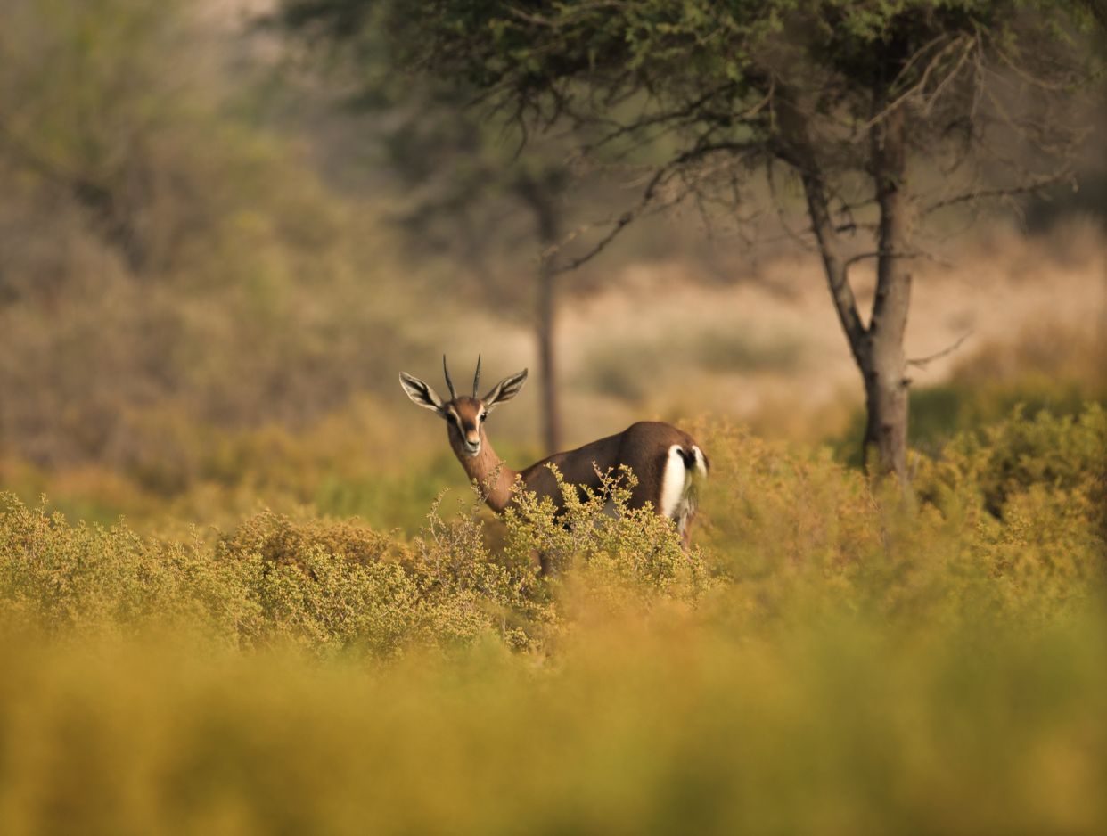Al Marmoom Conservation Reserve