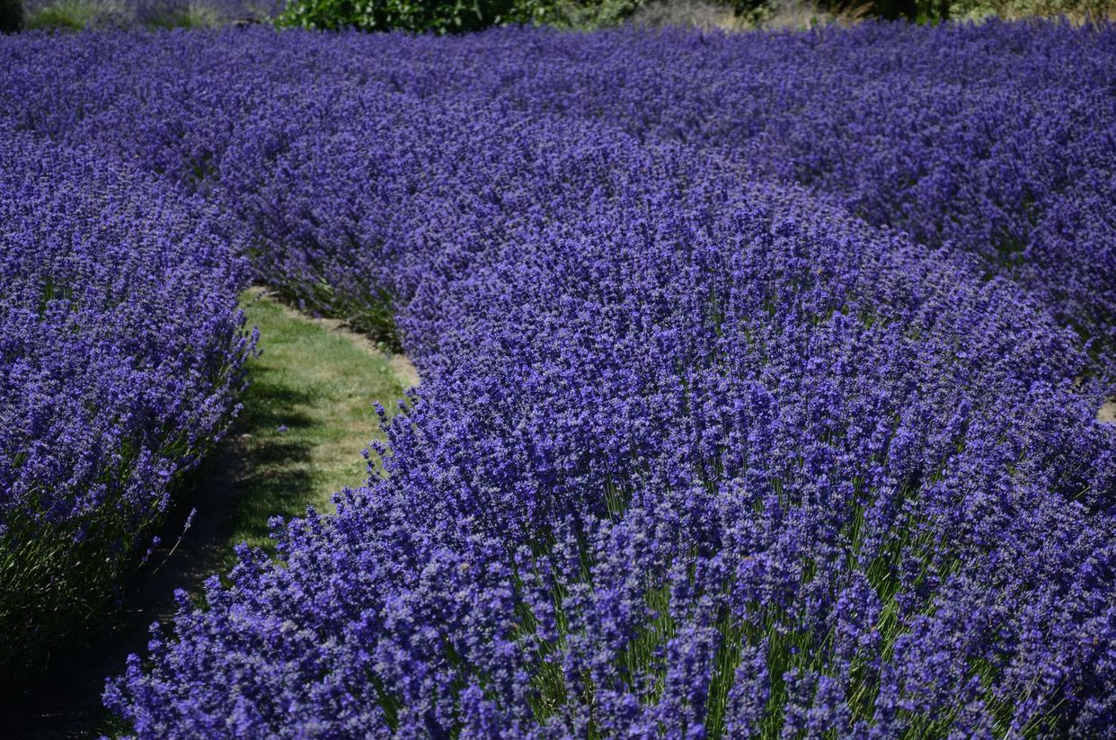 Purple Haze Organic Lavender Farm