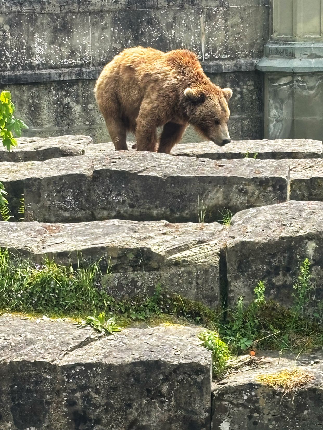 BärenPark