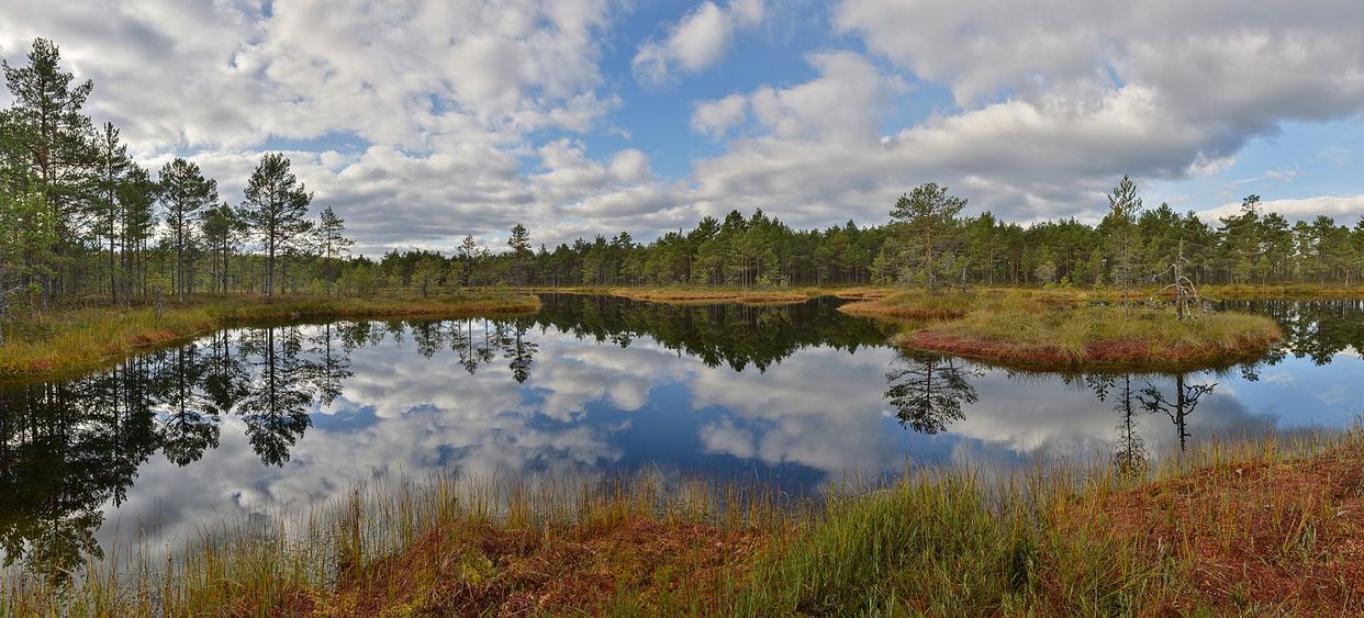 Bog Lake