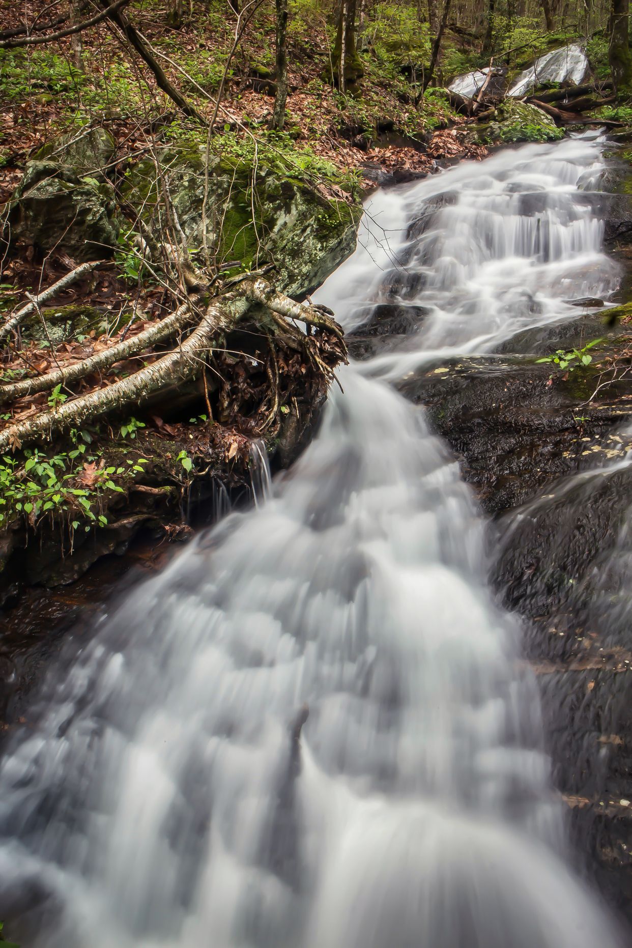 Spruce Pinnacle Falls