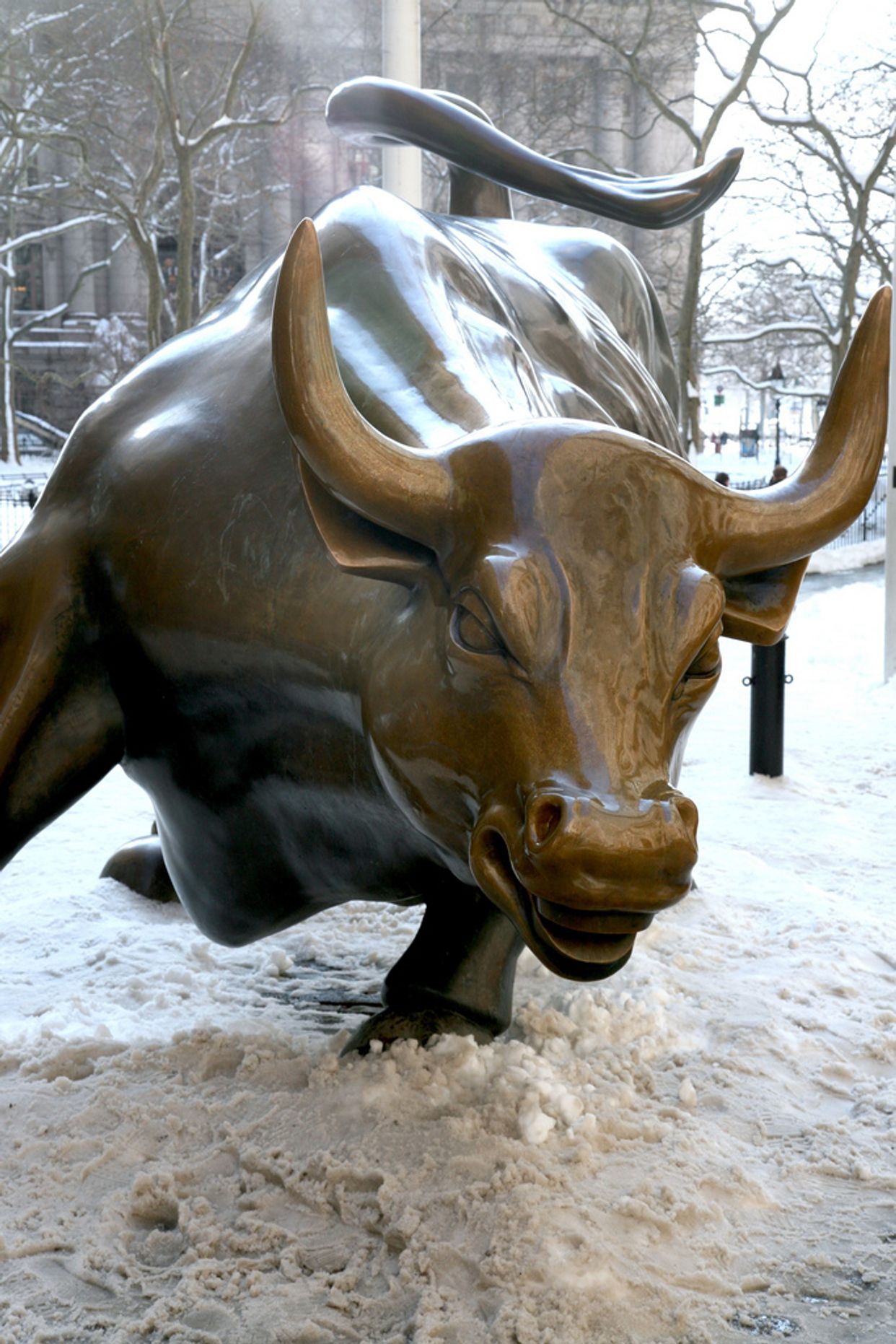 Charging Bull
