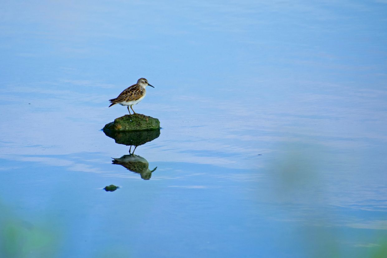 Johnson's Mills Shorebird Reserve