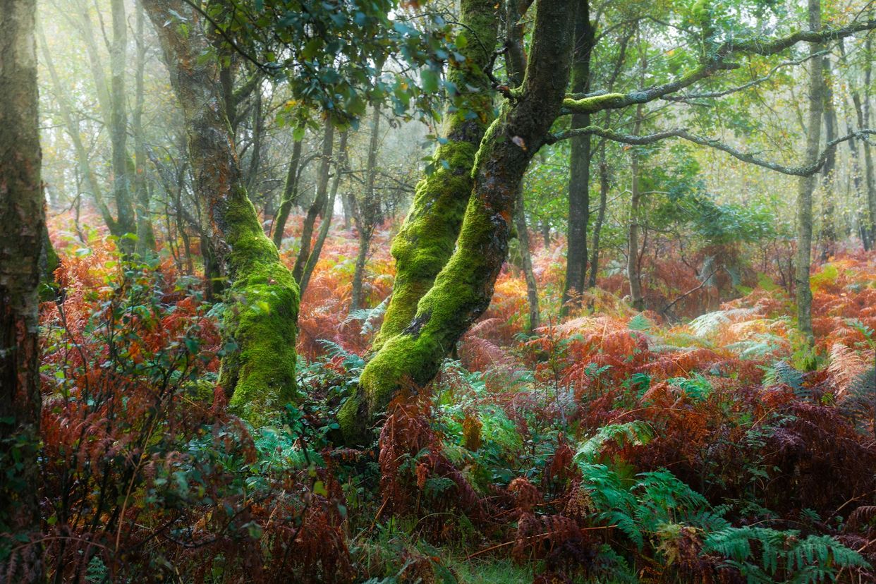 Froggatt Woods