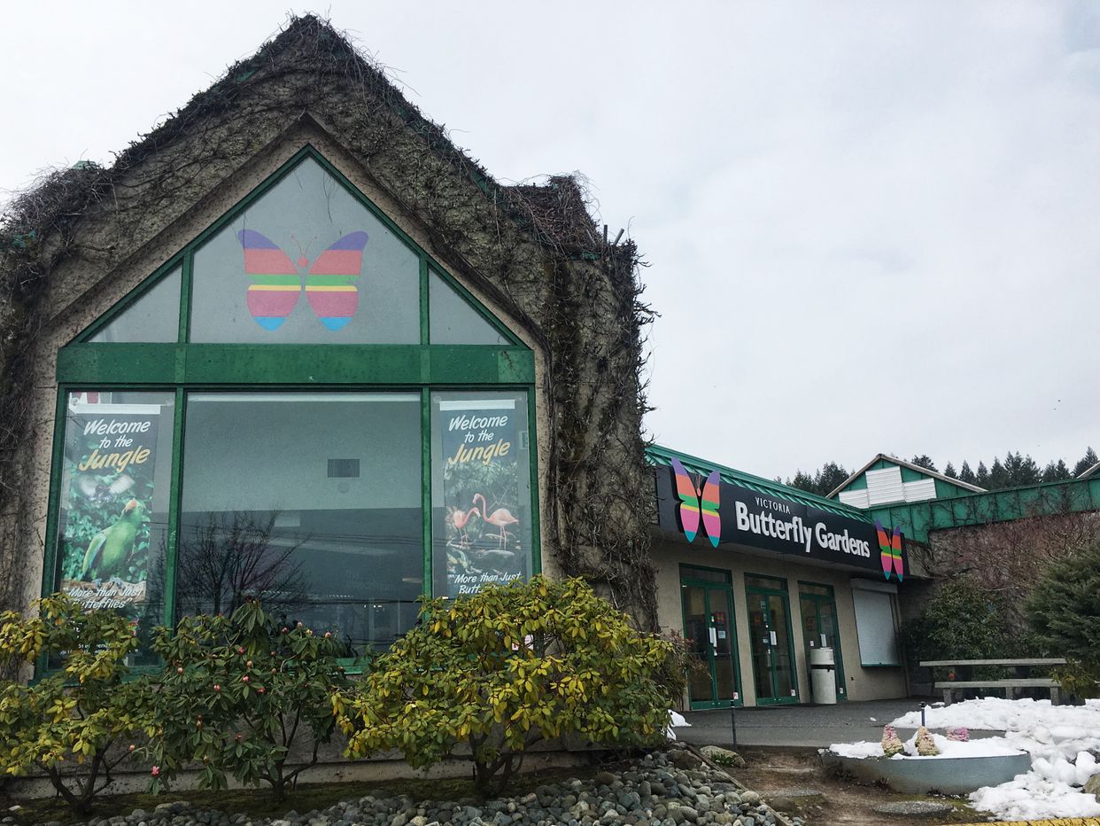 Victoria Butterfly Gardens