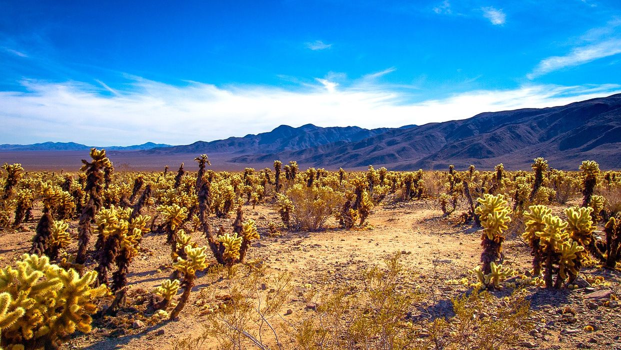 Cholla Cactus Garden