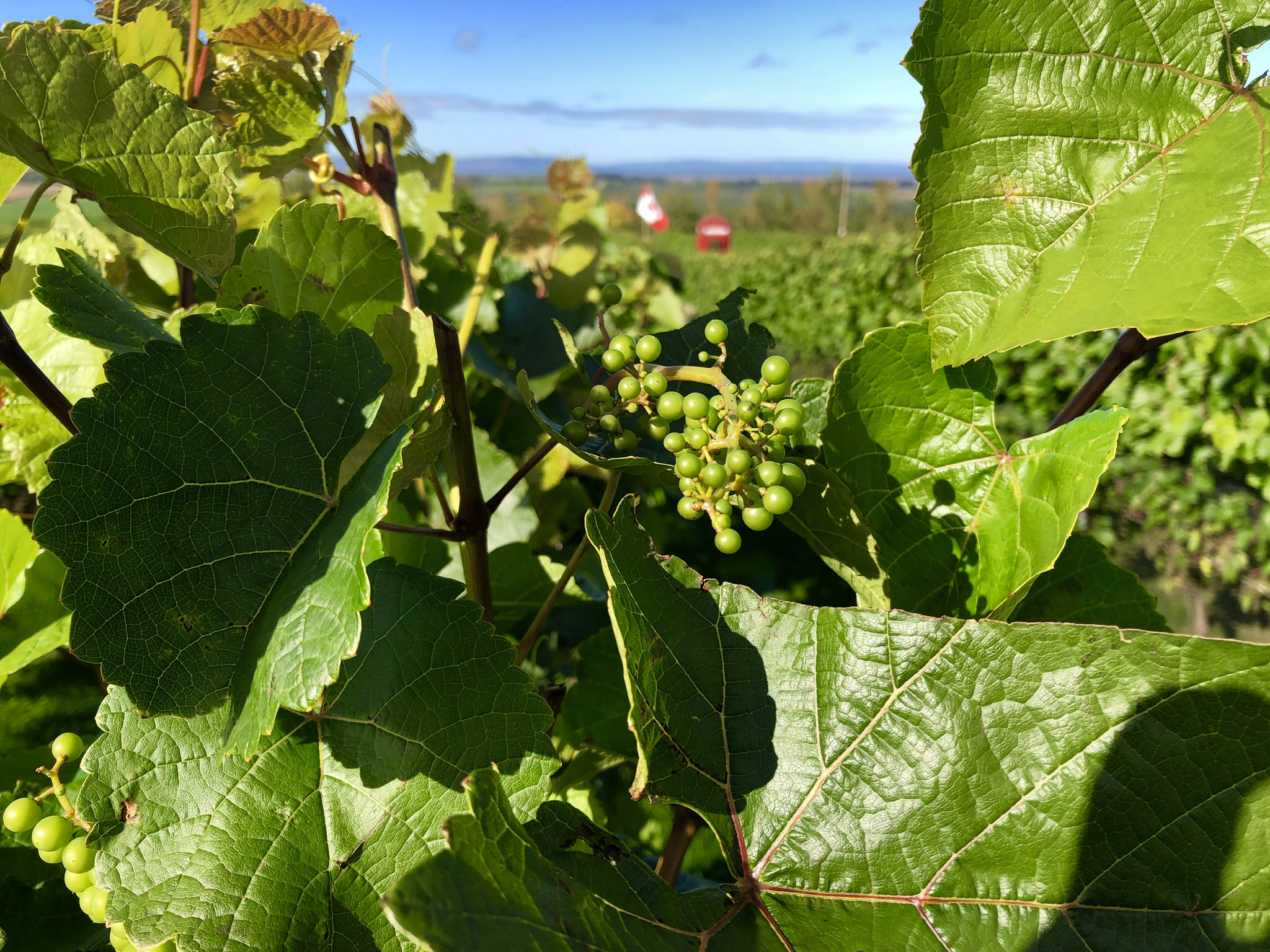 Grape Fields — Photo by Keith Wazny