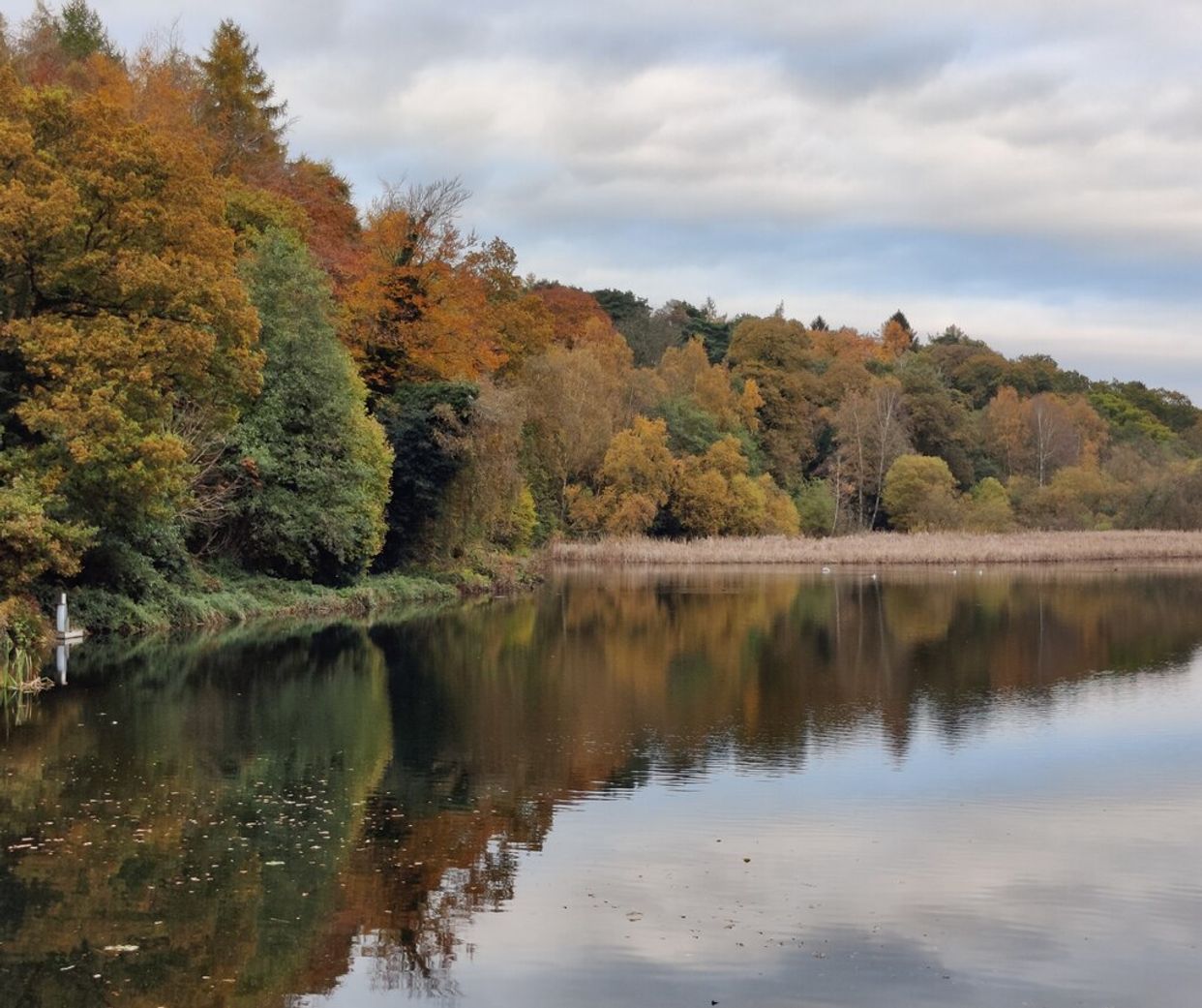 Hurcott Pool and Woods Nature Reserve