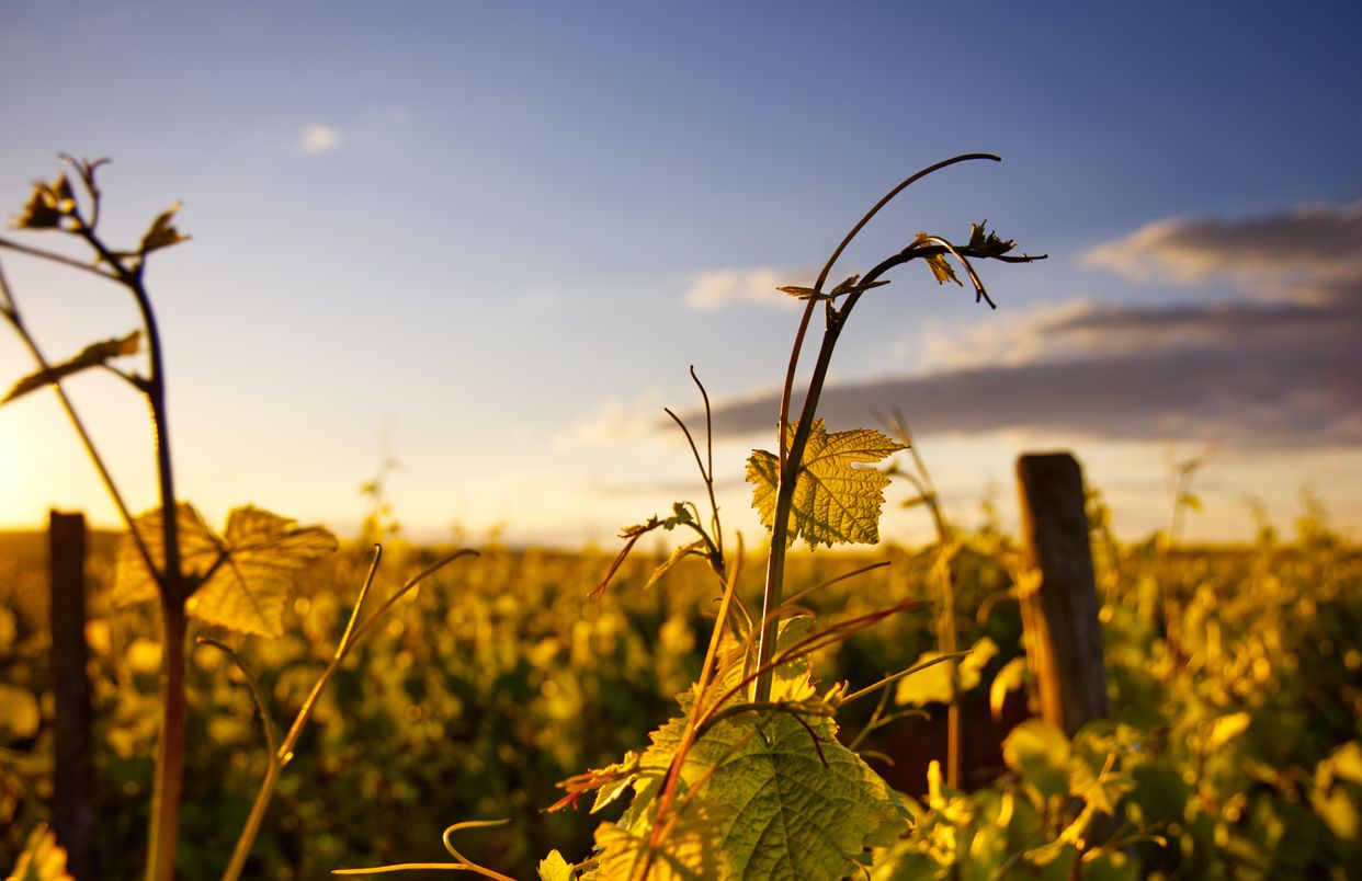 Caymus Vineyards