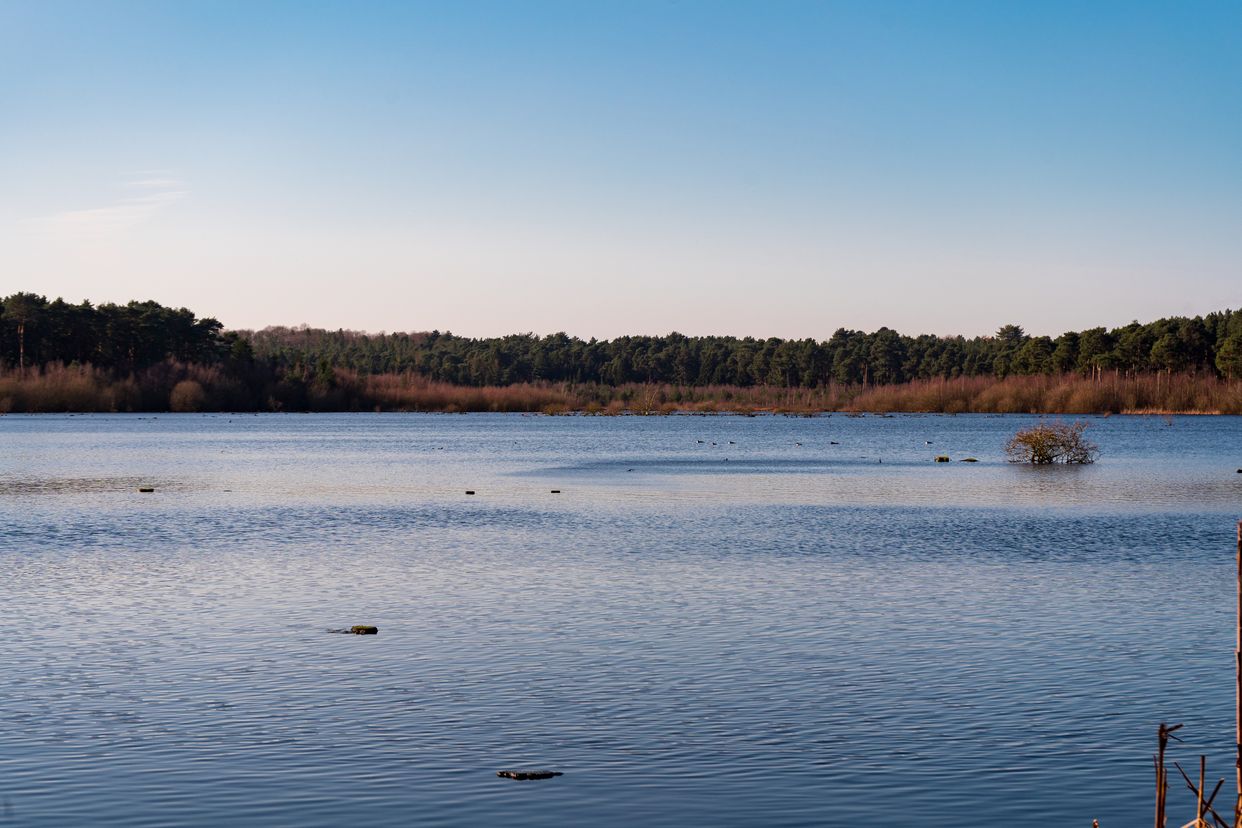 Blakemere Moss