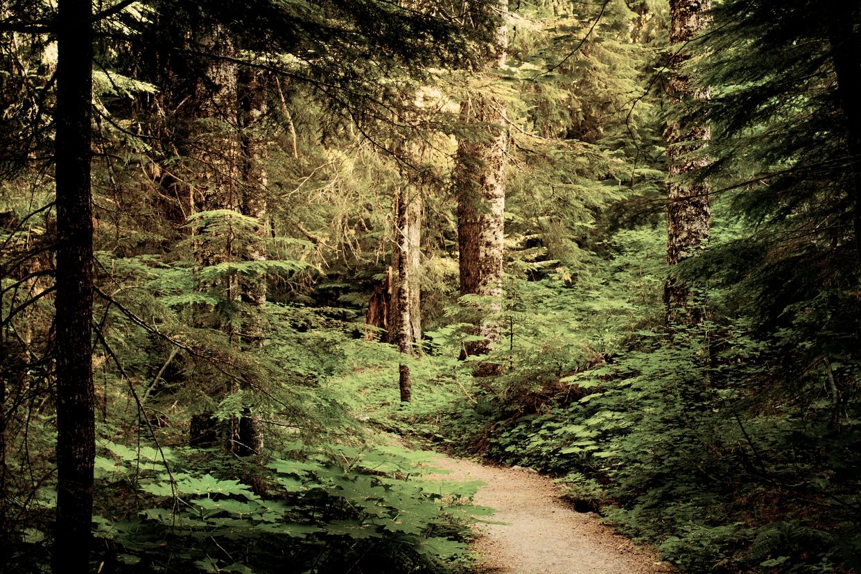 Hackleman Old Growth Grove