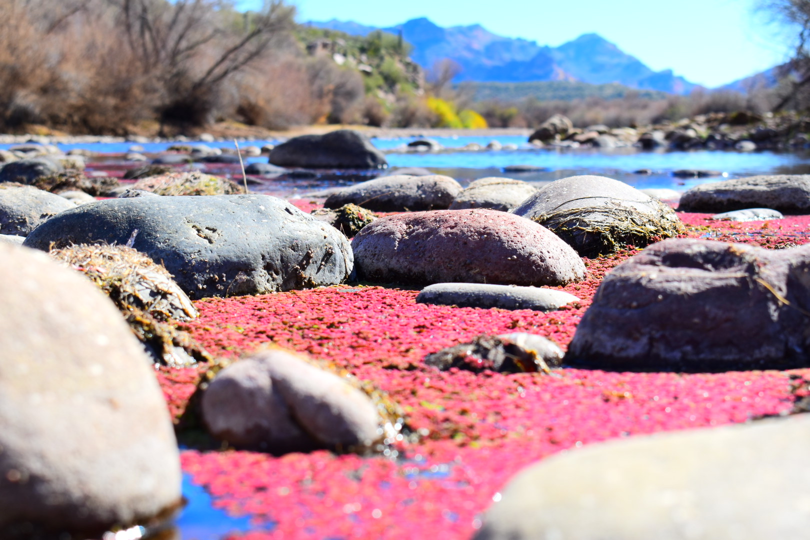 Salt River  — Photo by ACC Photography