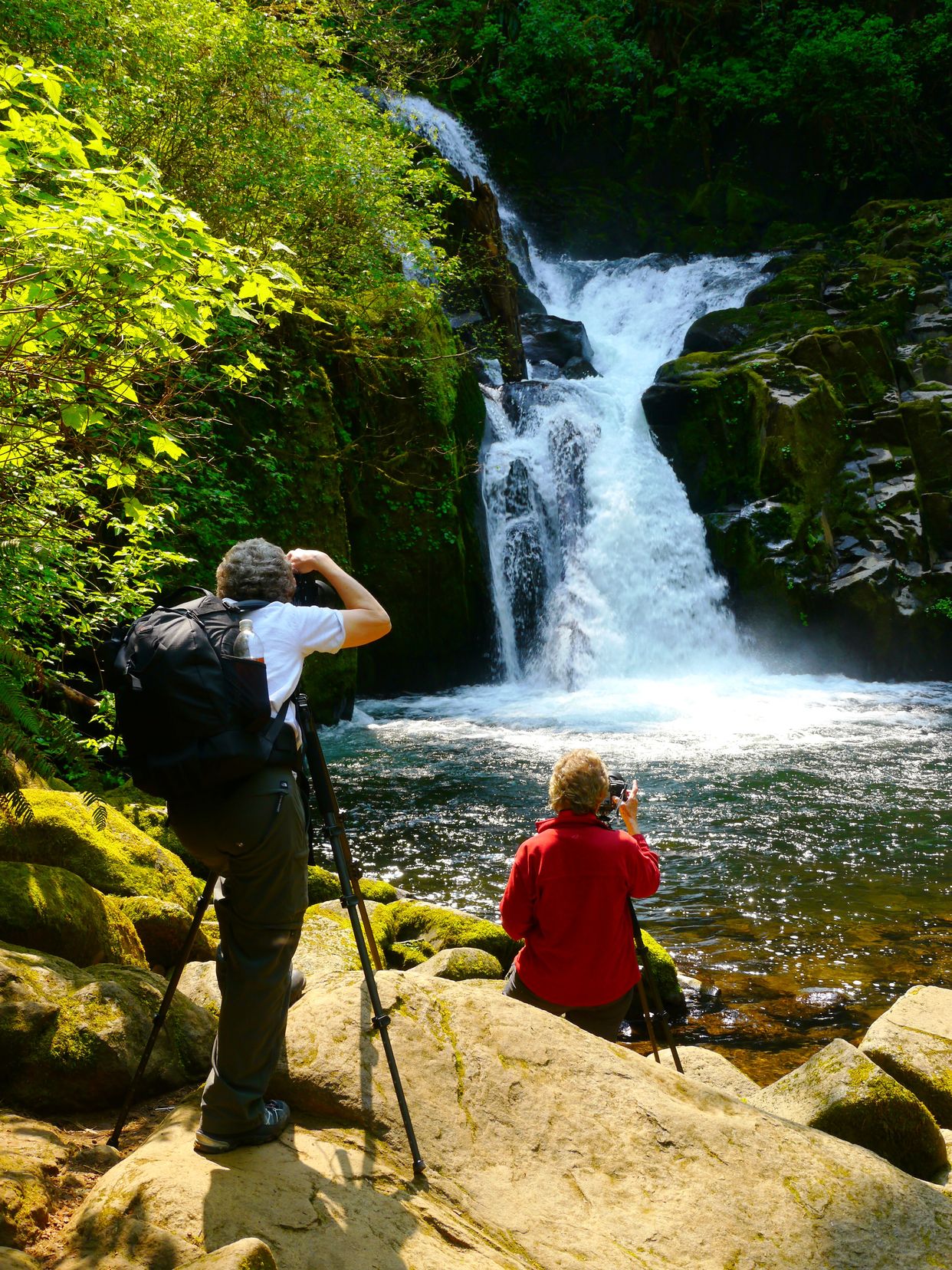 Sweet Creek Falls Trail