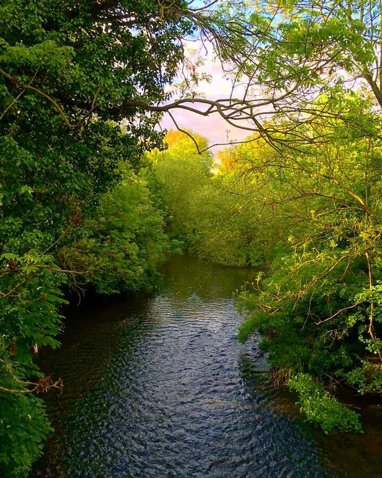 River Crane
