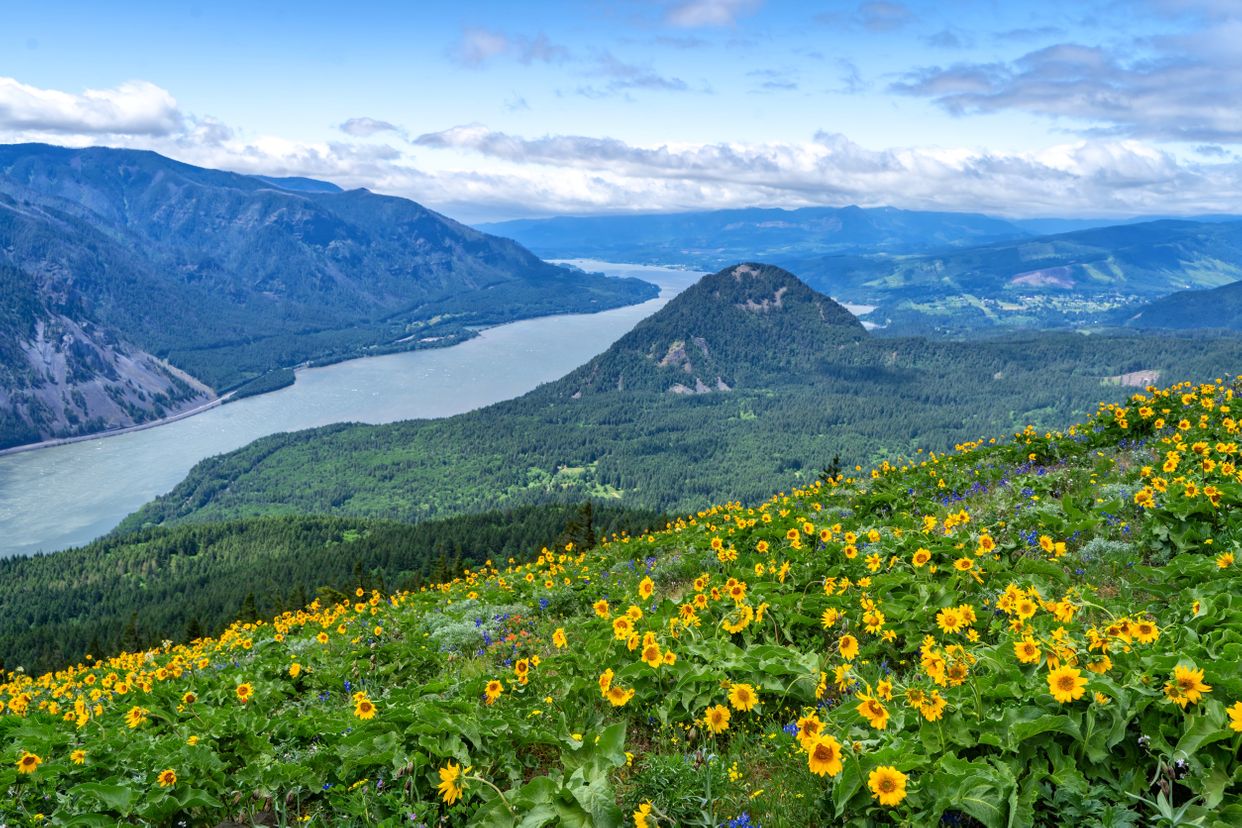 Dog Mountain Lookout