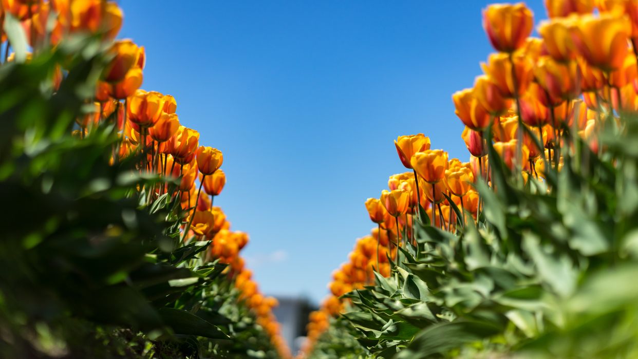 Roozengaarde Display Garden