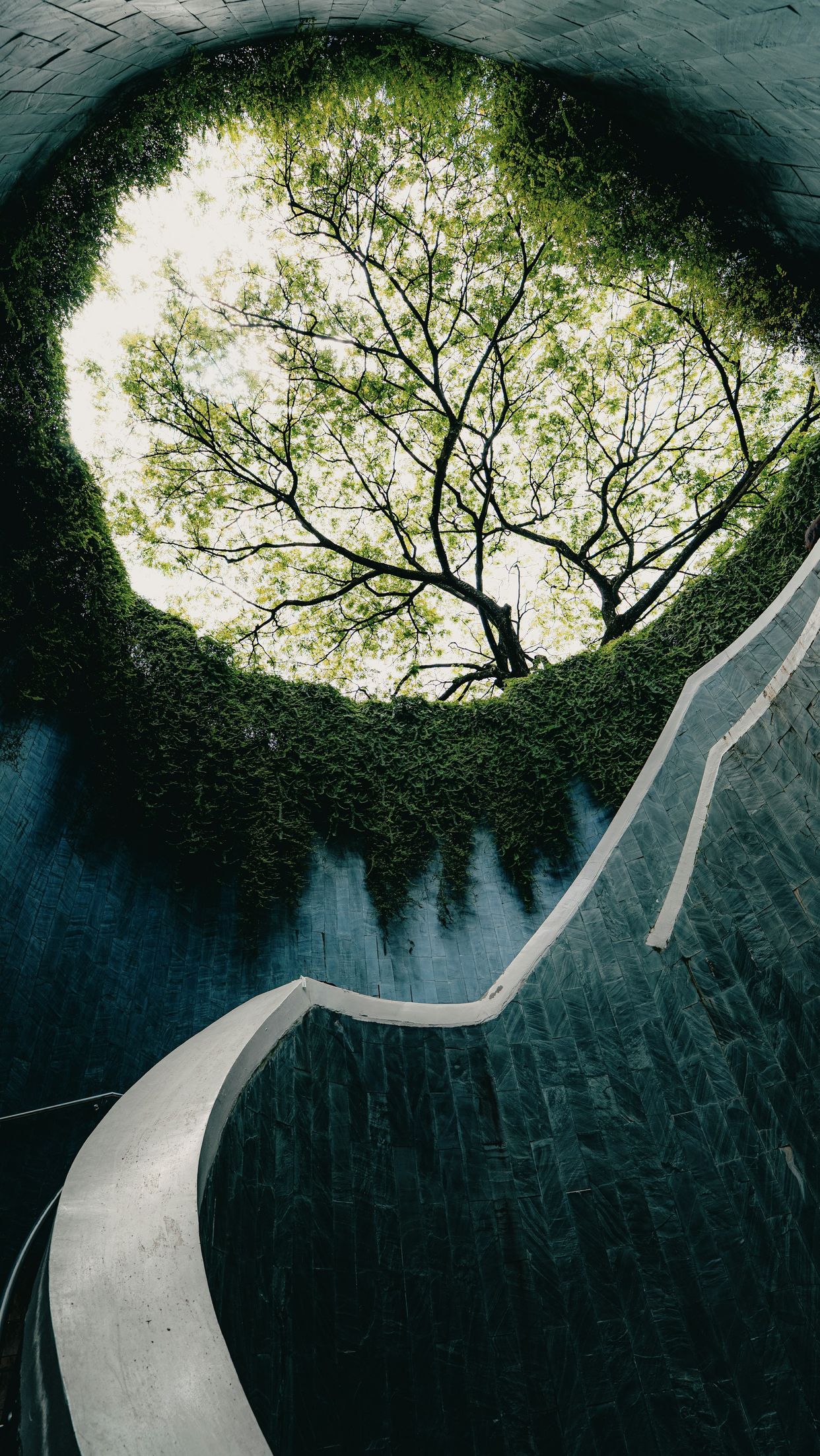 Fort Canning Park Tree Tunnel