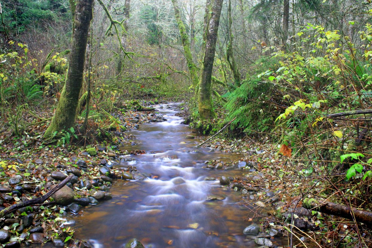 Coplar Creek 