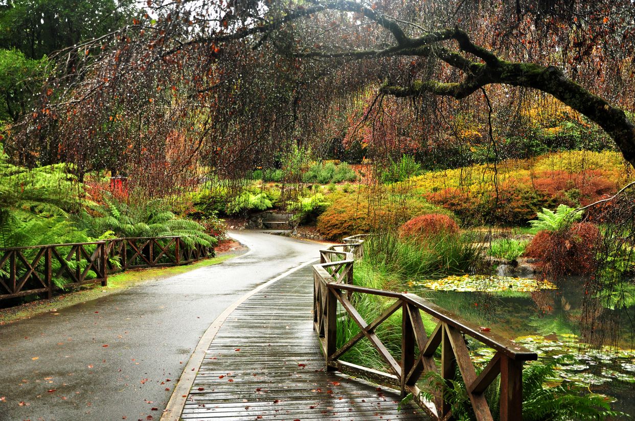 Dandenong Ranges Botanic Garden