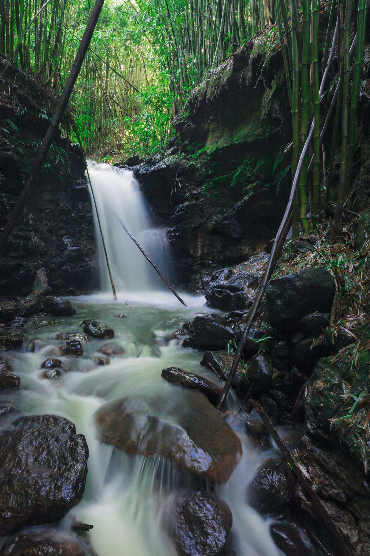 Bamboo Forest Waterfall