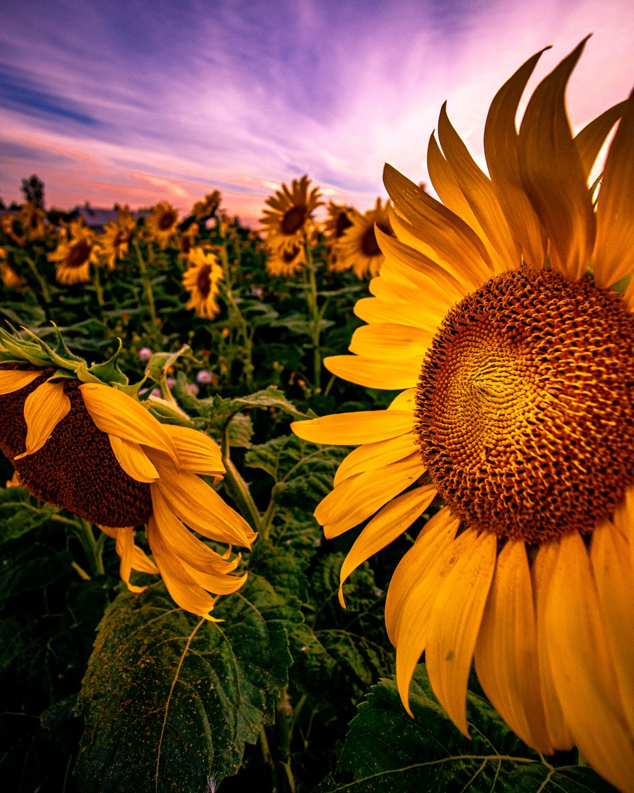 Sunflower Fields