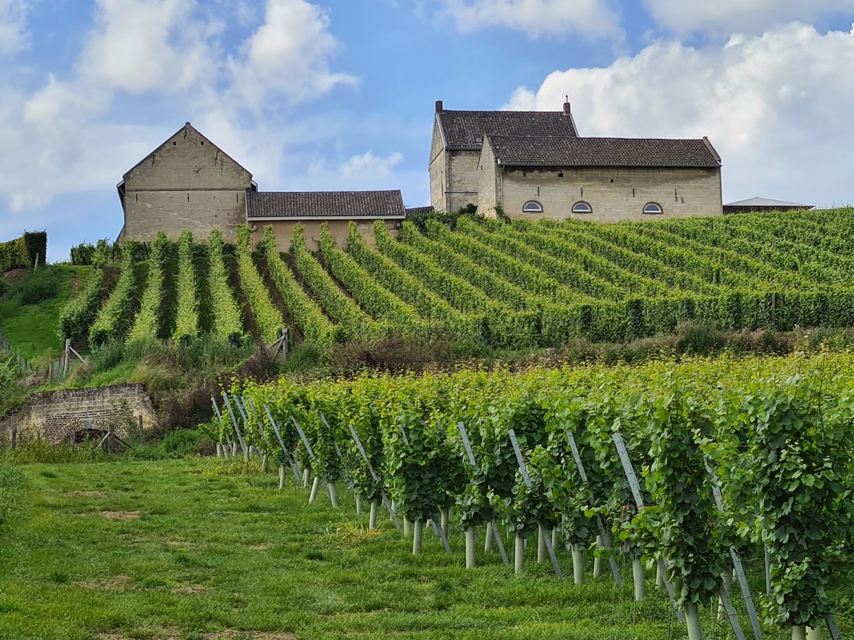 Apostelhoeve Vineyard