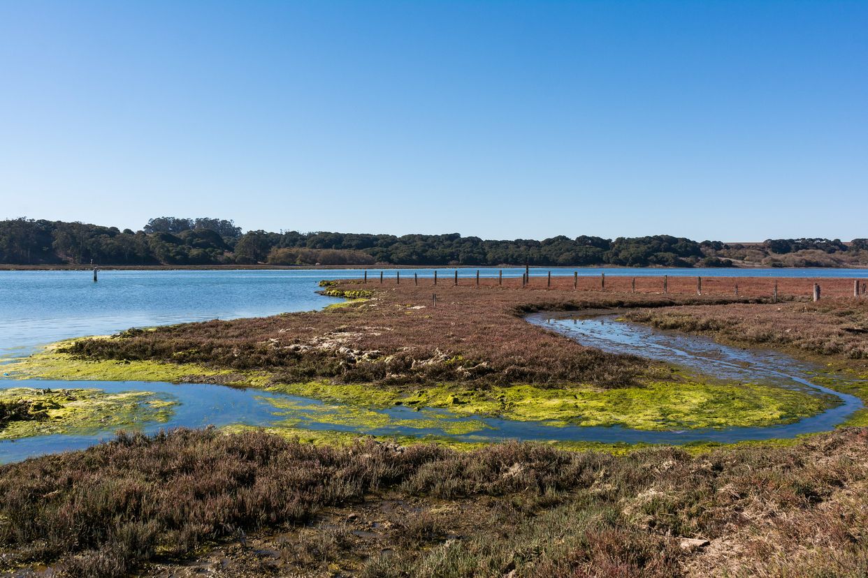Elkhorn Slough