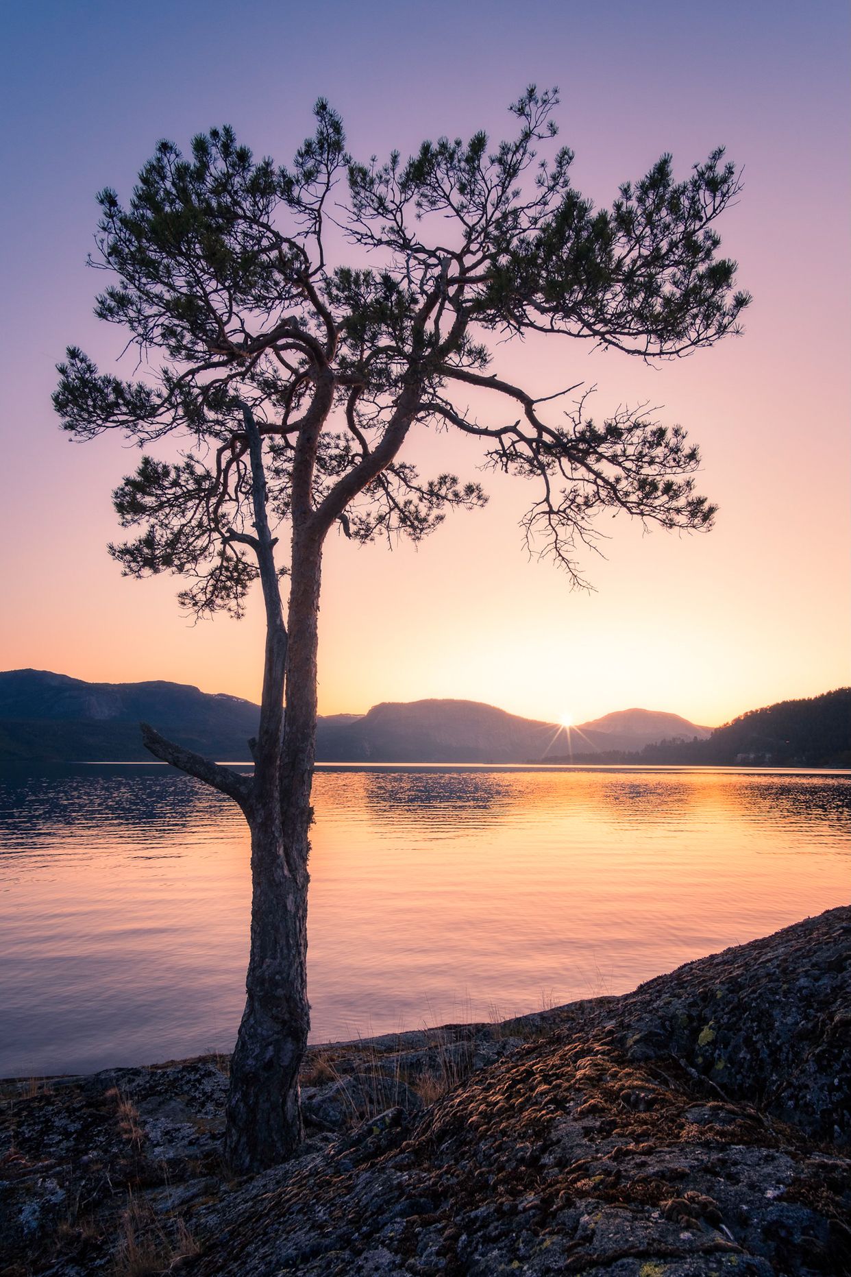 Lone Tree
