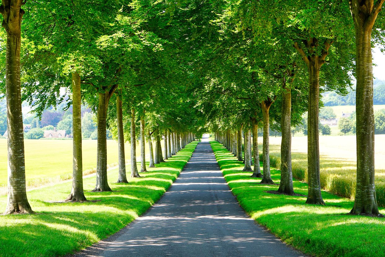 Avenue of Trees