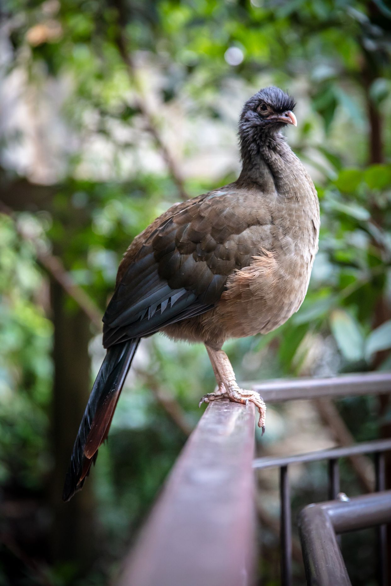 Bird Kingdom