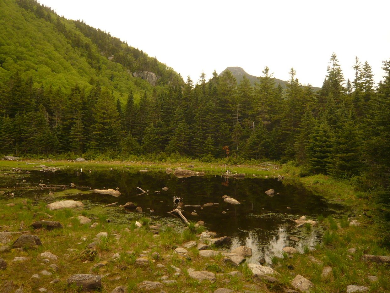 Beaver Pond