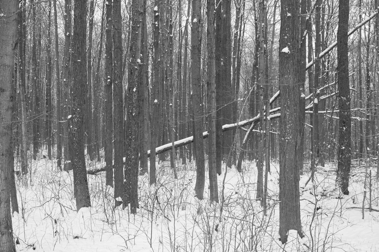 Mapleton Woodland 