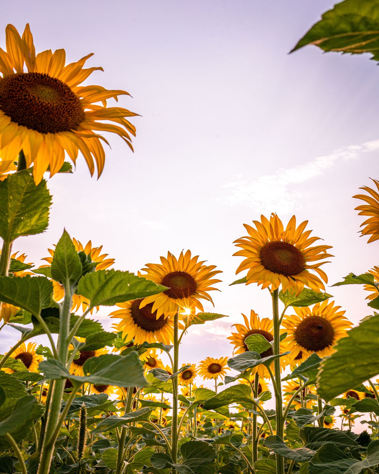 Rae Road Sunflower Field