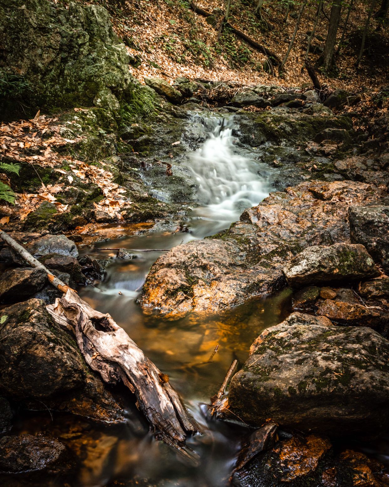 Stream Along Waterfall Trail